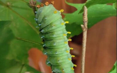 Chenille du Cécropia